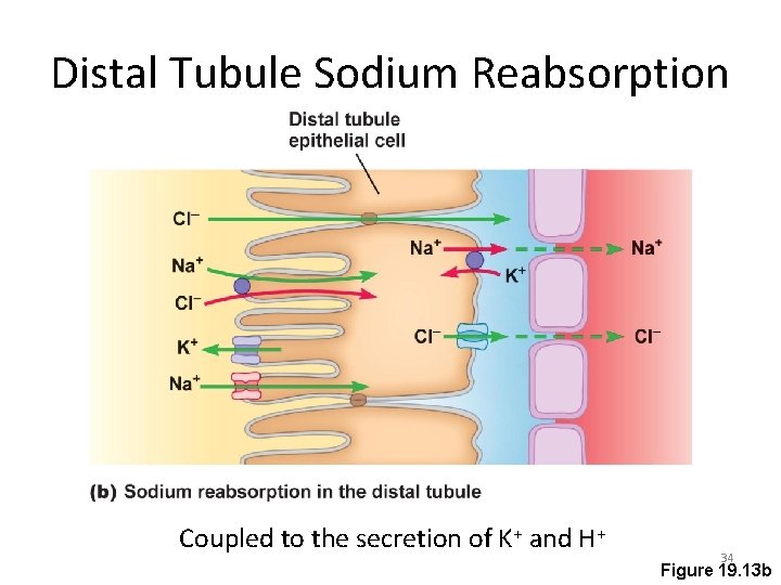 Distal Tubule Sodium Reabsorption Coupled to the secretion of K+ and H+ 34 Figure