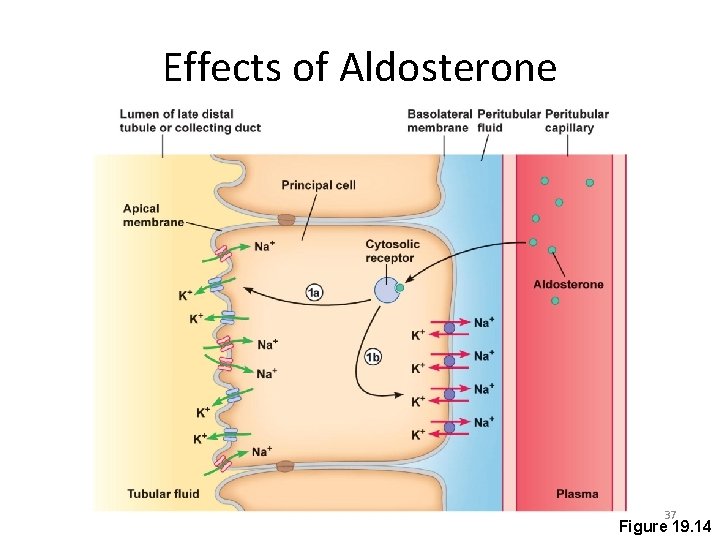 Effects of Aldosterone 37 Figure 19. 14 