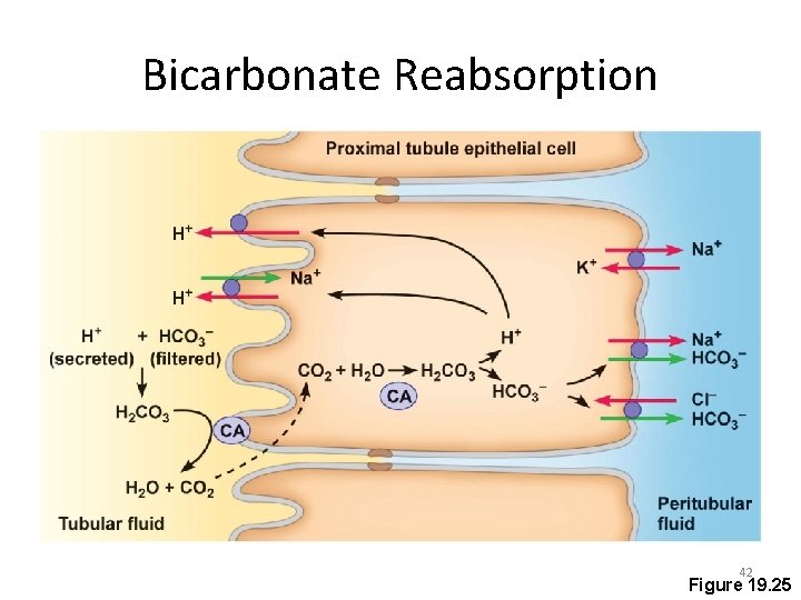 Bicarbonate Reabsorption 42 Figure 19. 25 