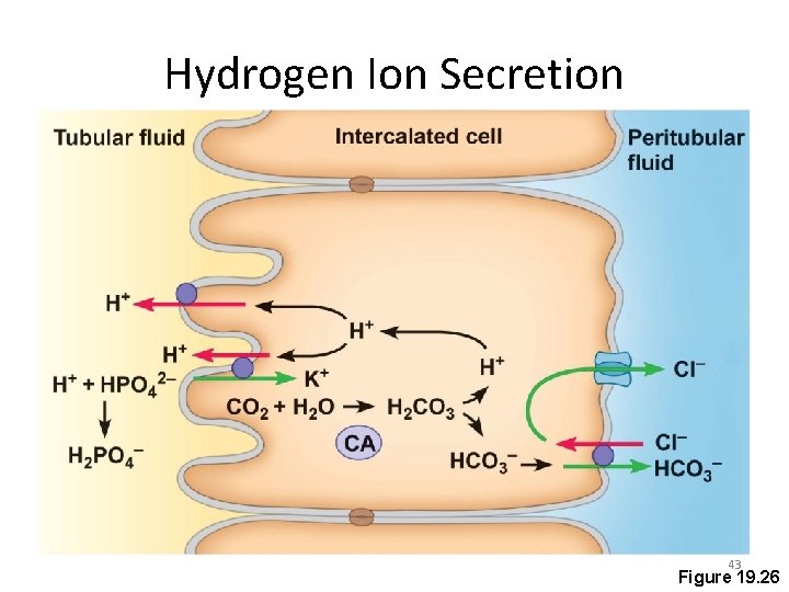 Hydrogen Ion Secretion 43 Figure 19. 26 
