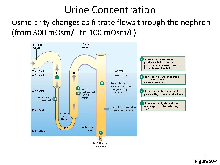 Urine Concentration Osmolarity changes as filtrate flows through the nephron (from 300 m. Osm/L