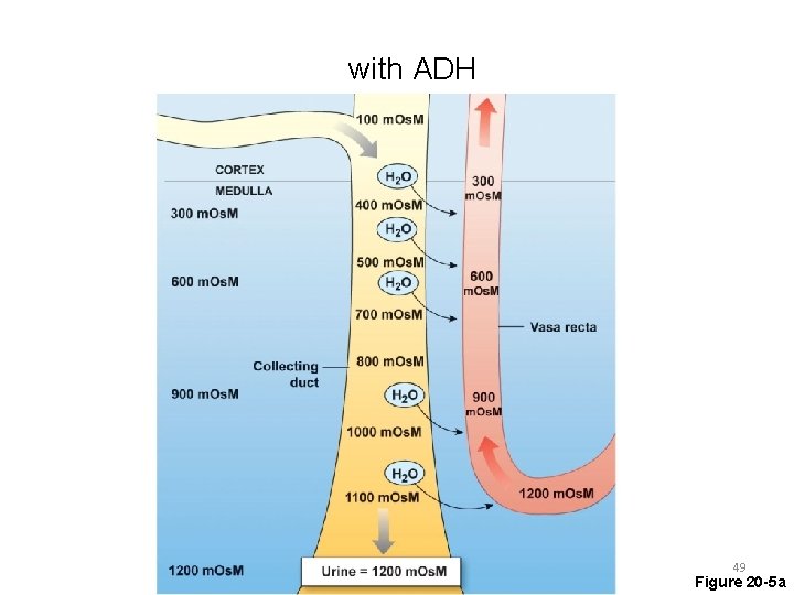 with ADH 49 Figure 20 -5 a 