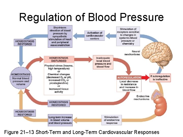 Regulation of Blood Pressure Figure 21– 13 Short-Term and Long-Term Cardiovascular Responses 