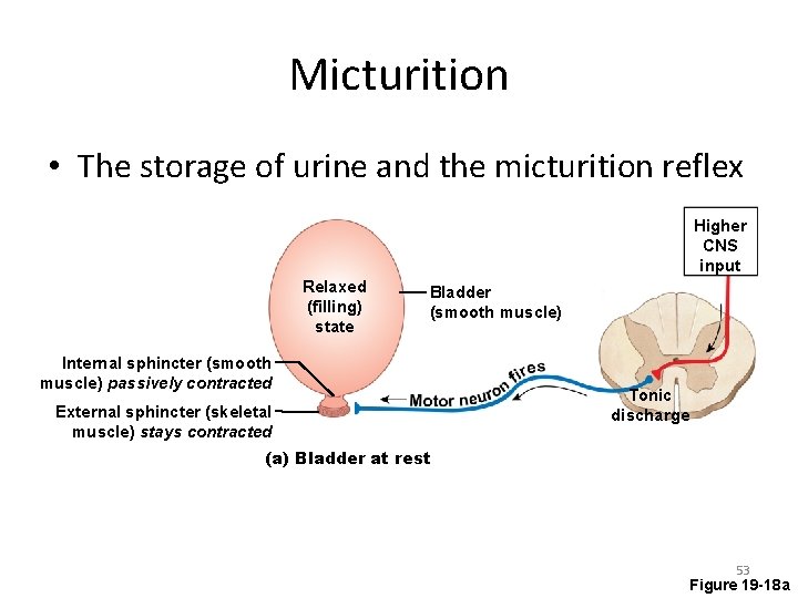 Micturition • The storage of urine and the micturition reflex Higher CNS input Relaxed