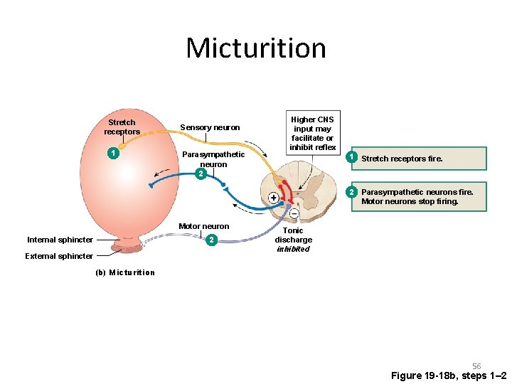 Micturition Stretch receptors 1 Sensory neuron Parasympathetic neuron 2 Higher CNS input may facilitate