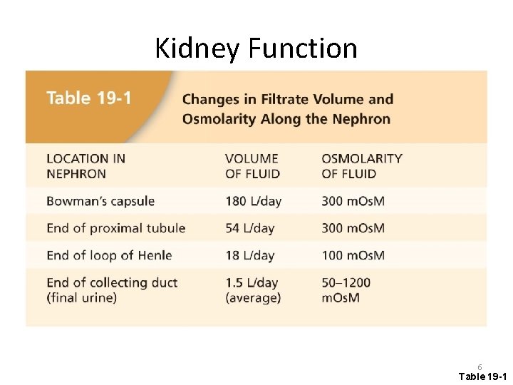 Kidney Function 6 Table 19 -1 
