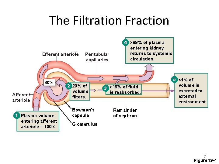 The Filtration Fraction Efferent arteriole 80% Afferent arteriole 1 Plasma volume entering afferent arteriole