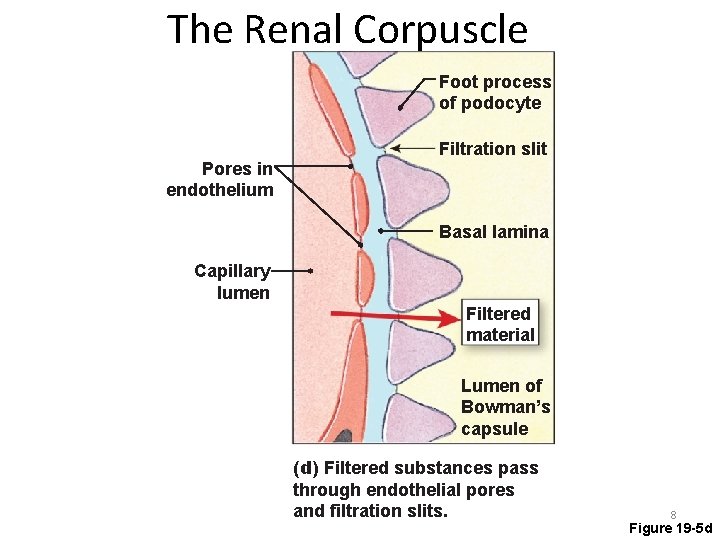 The Renal Corpuscle Foot process of podocyte Pores in endothelium Filtration slit Basal lamina