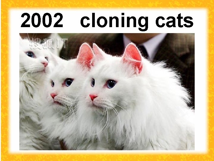 2002 cloning cats 