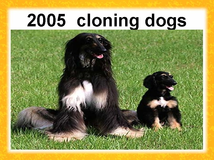 2005 cloning dogs 