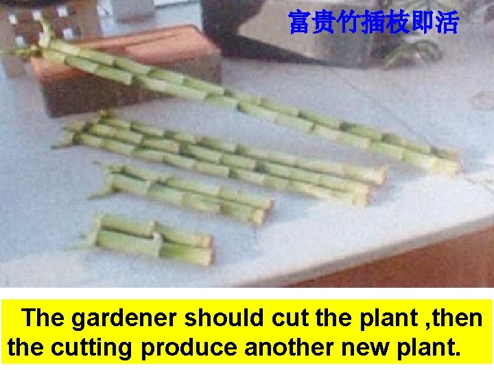 富贵竹插枝即活 The gardener should cut the plant , then the cutting produce another new