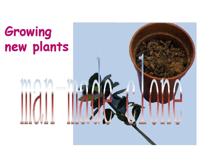 Growing new plants 