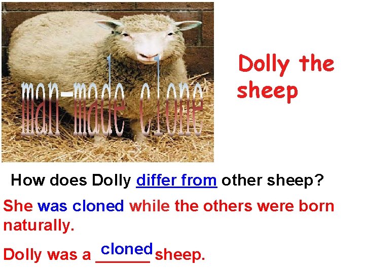 Dolly the sheep How does Dolly differ from other sheep? She was cloned while