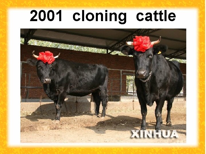 2001 cloning cattle 