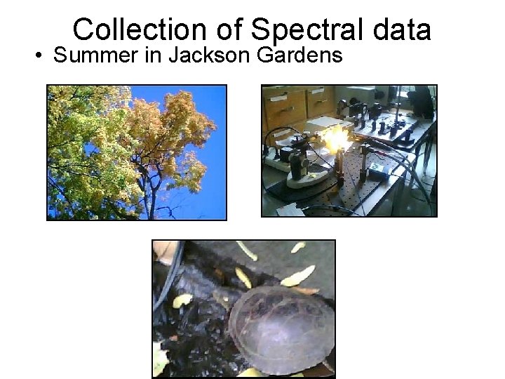 Collection of Spectral data • Summer in Jackson Gardens 