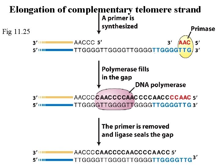 the rest of the semester dna in motion