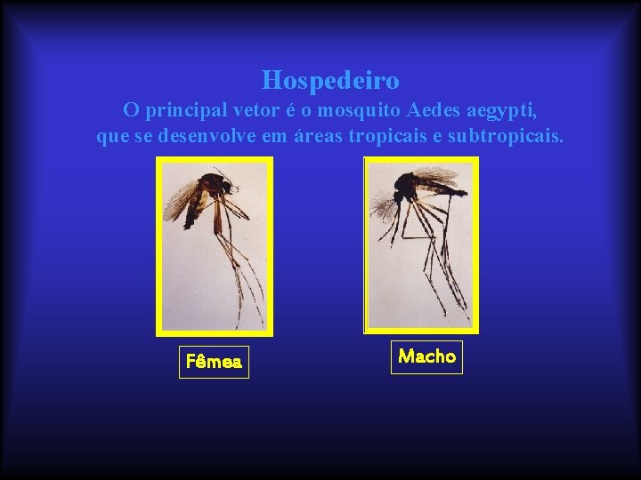 Hospedeiro O principal vetor é o mosquito Aedes aegypti, que se desenvolve em áreas