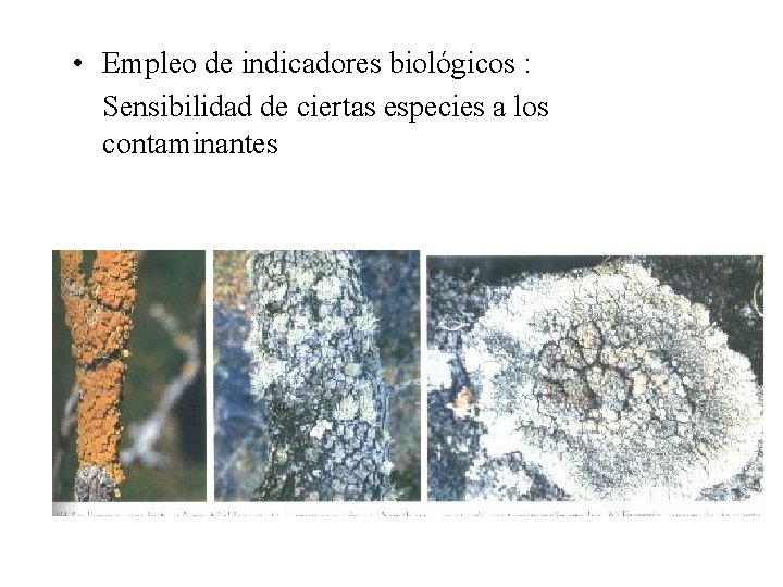  • Empleo de indicadores biológicos : Sensibilidad de ciertas especies a los contaminantes