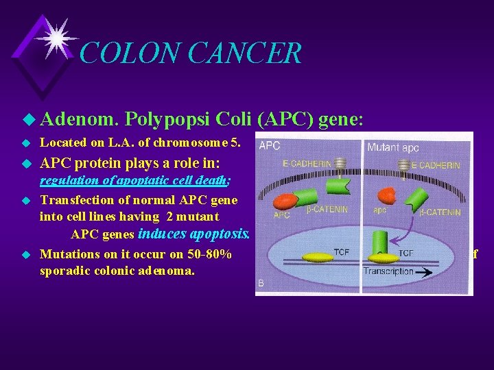 COLON CANCER u Adenom. Polypopsi Coli (APC) gene: u Located on L. A. of