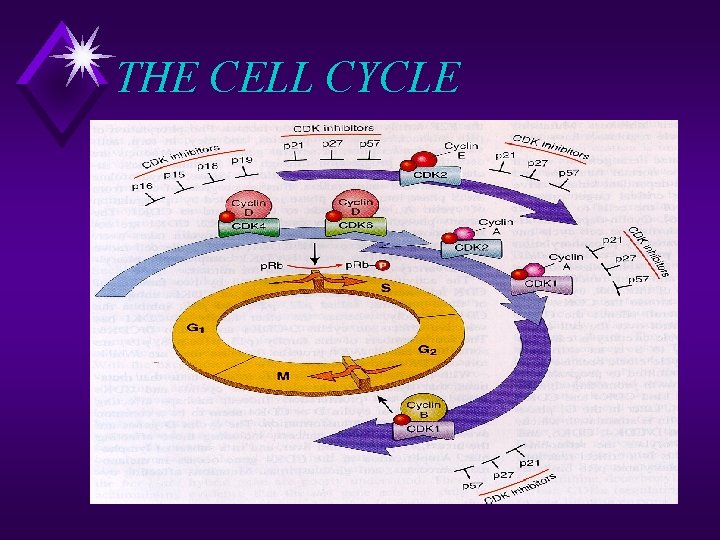 THE CELL CYCLE 