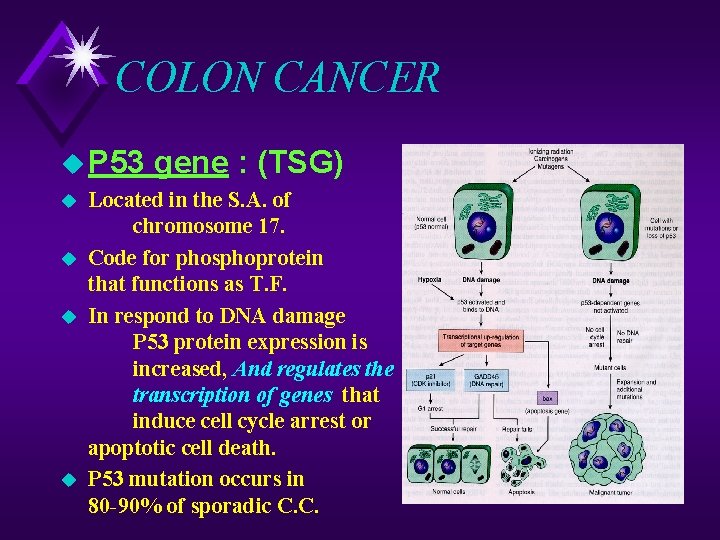COLON CANCER u P 53 u u gene : (TSG) Located in the S.