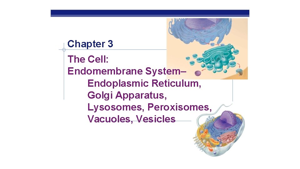 Chapter 3 The Cell: Endomembrane System– Endoplasmic Reticulum, Golgi Apparatus, Lysosomes, Peroxisomes, Vacuoles, Vesicles