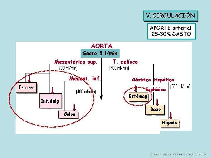 V. CIRCULACIÓN APORTE arterial 25 -30% GASTO AORTA Gasto 5 l/min Mesentérica sup. Mesent.