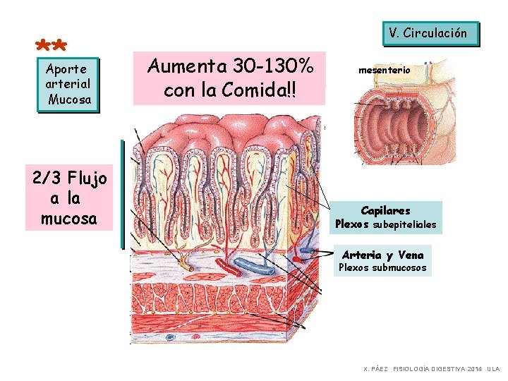 ** Aporte arterial Mucosa 2/3 Flujo a la mucosa V. Circulación Aumenta 30 -130%