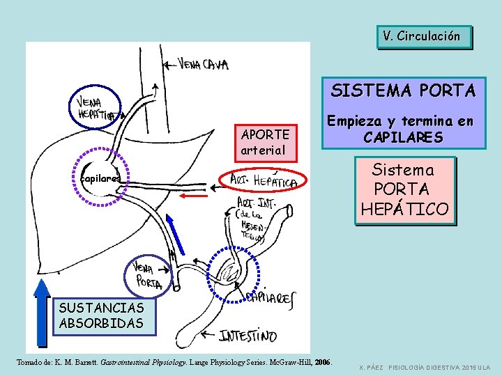 V. Circulación SISTEMA PORTA APORTE arterial Empieza y termina en CAPILARES capilares Sistema PORTA
