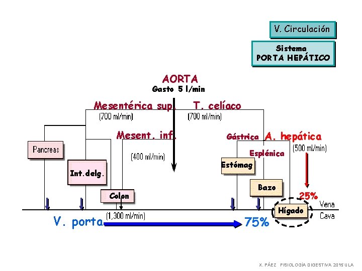 V. Circulación Sistema PORTA HEPÁTICO AORTA Gasto 5 l/min Mesentérica sup. Mesent. inf. Gástrica