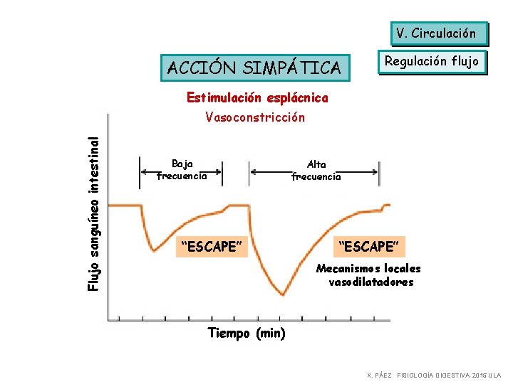 V. Circulación ACCIÓN SIMPÁTICA Regulación flujo Estimulación esplácnica Flujo sanguíneo intestinal Vasoconstricción Baja frecuencia