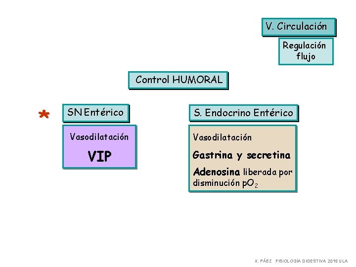 V. Circulación Regulación flujo Control HUMORAL * SN Entérico Vasodilatación VIP S. Endocrino Entérico