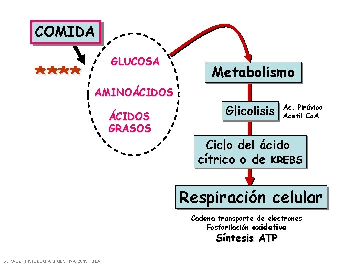 COMIDA **** GLUCOSA Metabolismo AMINOÁCIDOS GRASOS Glicolisis Ac. Pirúvico Acetil Co. A Ciclo del