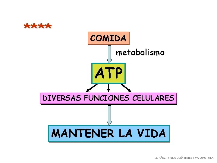 **** COMIDA metabolismo ATP DIVERSAS FUNCIONES CELULARES MANTENER LA VIDA X. PÁEZ FISIOLOGÍA DIGESTIVA