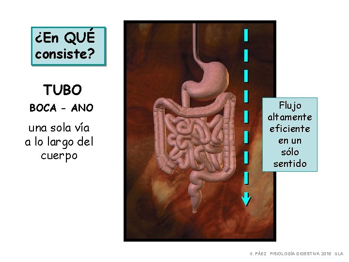 ¿En QUÉ consiste? TUBO BOCA - ANO una sola vía a lo largo del