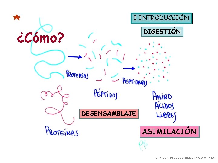 * ¿Cómo? I INTRODUCCIÓN DIGESTIÓN DESENSAMBLAJE ASIMILACIÓN X. PÁEZ FISIOLOGÍA DIGESTIVA 2015 ULA 