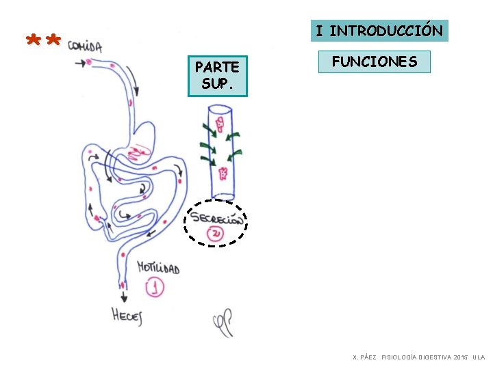 ** I INTRODUCCIÓN PARTE SUP. FUNCIONES X. PÁEZ FISIOLOGÍA DIGESTIVA 2015 ULA 