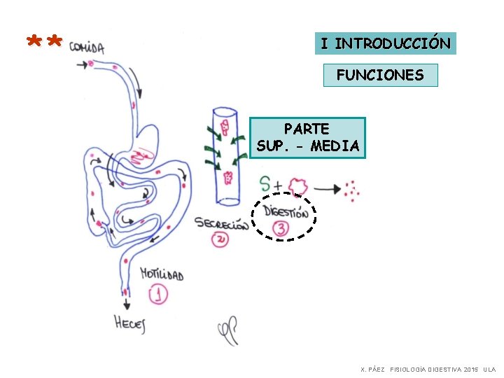 ** I INTRODUCCIÓN FUNCIONES PARTE SUP. - MEDIA X. PÁEZ FISIOLOGÍA DIGESTIVA 2015 ULA