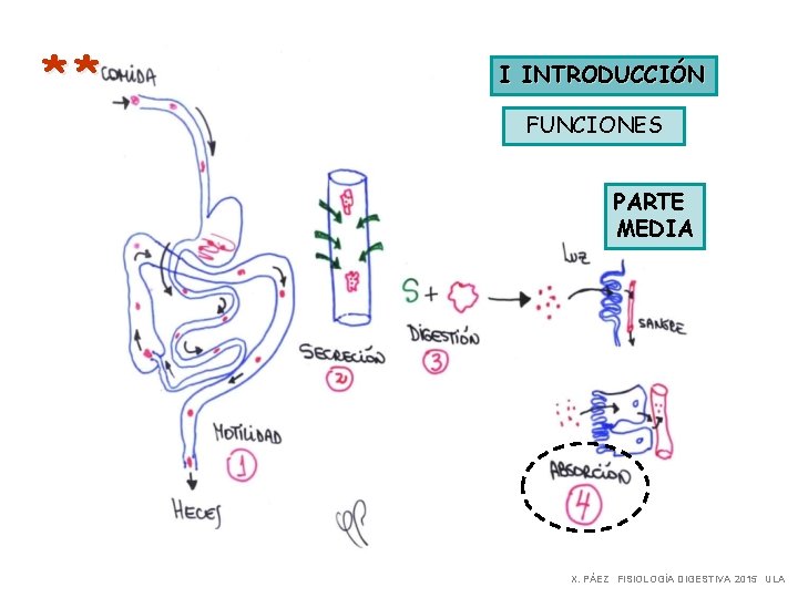 ** I INTRODUCCIÓN FUNCIONES PARTE MEDIA X. PÁEZ FISIOLOGÍA DIGESTIVA 2015 ULA 