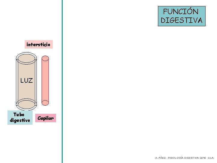 FUNCIÓN DIGESTIVA intersticio 2. COMIDA Secreción 3. Digestión 4. LUZ Absorción 1. Motilidad Tubo