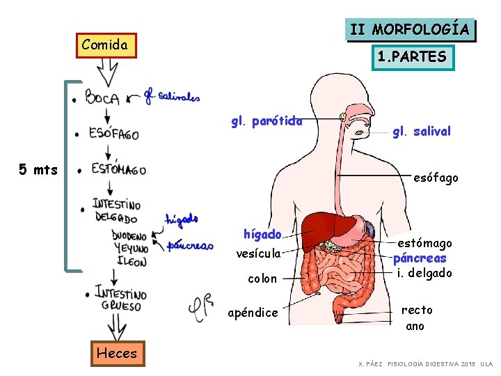 II MORFOLOGÍA Comida 1. PARTES gl. parótida 5 mts gl. salival esófago hígado vesícula