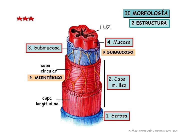 II MORFOLOGÍA *** 2. ESTRUCTURA LUZ 3. Submucosa 4. Mucosa P. SUBMUCOSO capa circular