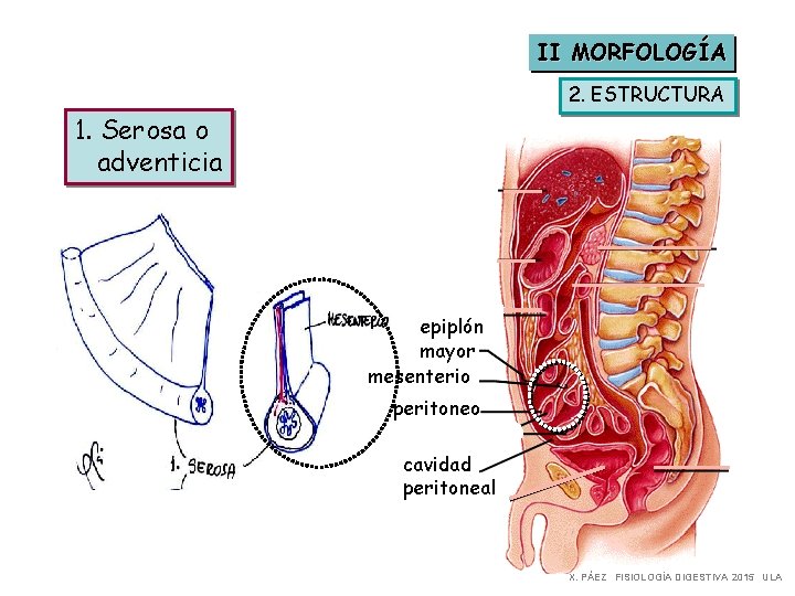 II MORFOLOGÍA 2. ESTRUCTURA 1. Serosa o adventicia epiplón mayor mesenterio peritoneo cavidad peritoneal