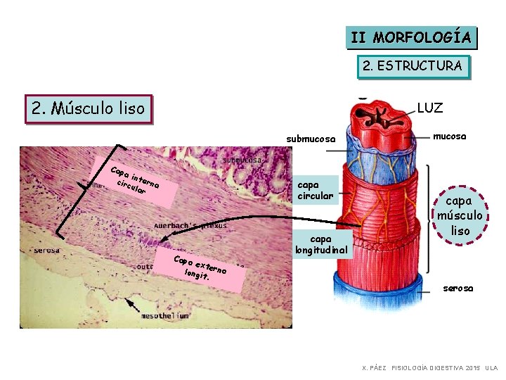 II MORFOLOGÍA 2. ESTRUCTURA 2. Músculo liso LUZ submucosa Cap a in circ terna