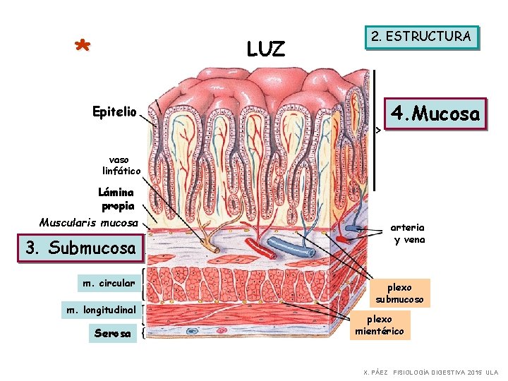 * LUZ Epitelio 2. ESTRUCTURA > 4. Mucosa vaso linfático Lámina propia Muscularis mucosa