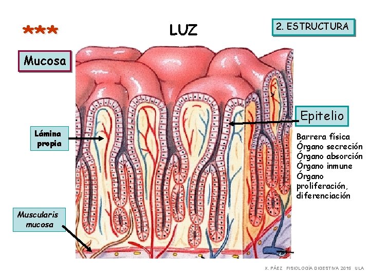 *** LUZ 2. ESTRUCTURA Mucosa > Epitelio Lámina propia Barrera física Órgano secreción Órgano