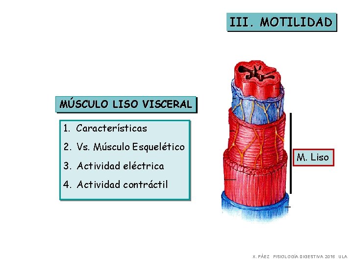 III. MOTILIDAD MÚSCULO LISO VISCERAL 1. Características 2. Vs. Músculo Esquelético 3. Actividad eléctrica