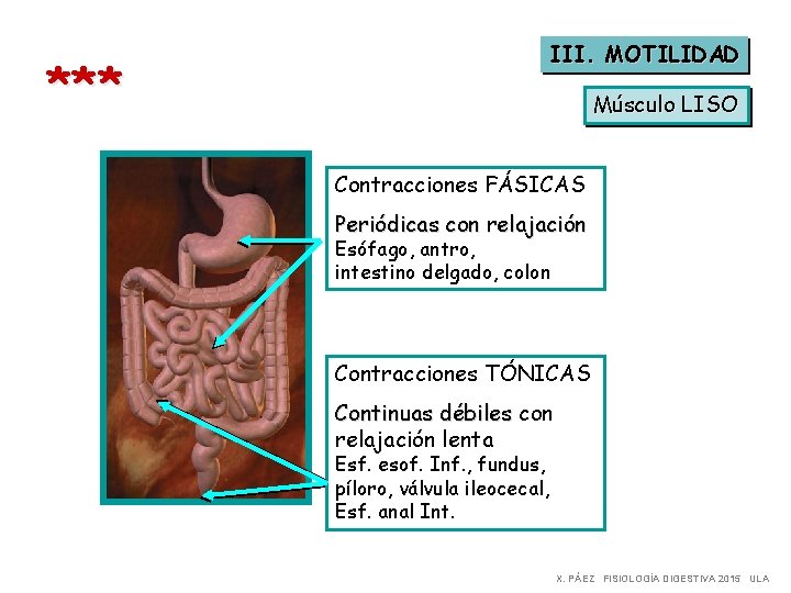 III. MOTILIDAD *** Músculo LISO Contracciones FÁSICAS Periódicas con relajación Esófago, antro, intestino delgado,