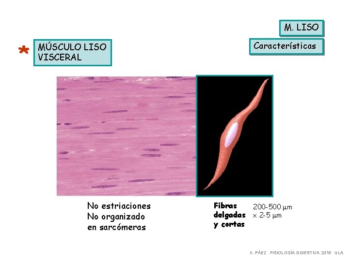 M. LISO * MÚSCULO LISO VISCERAL No estriaciones No organizado en sarcómeras Características Fibras
