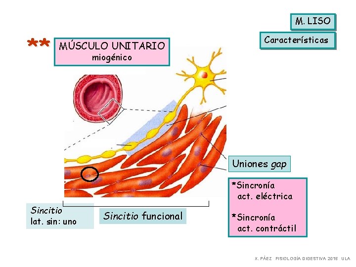 M. LISO ** MÚSCULO UNITARIO Características miogénico Uniones gap *Sincronía act. eléctrica Sincitio lat.